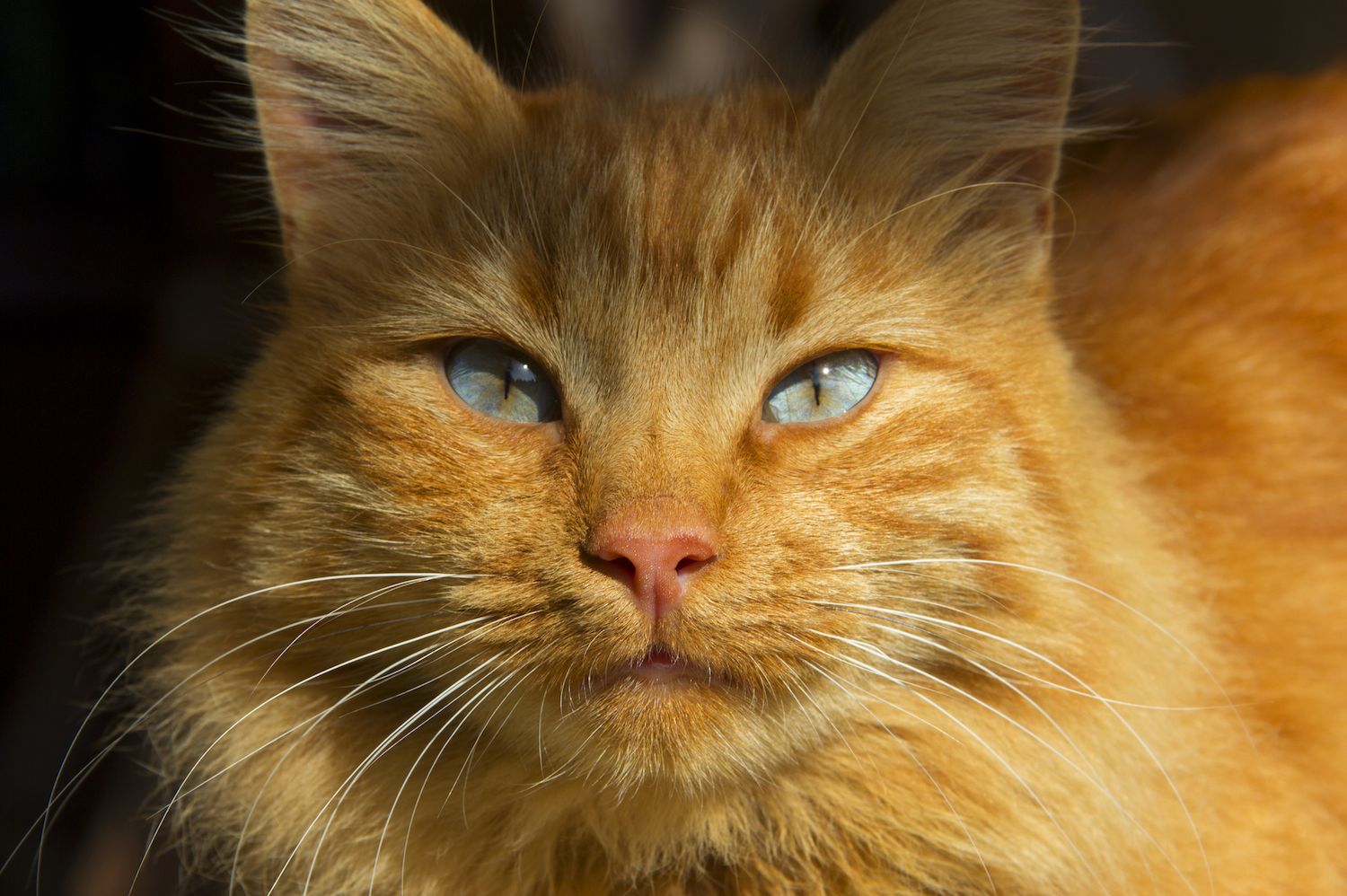 How Japan S Dancing Cats Predicted A Deadly Environmental