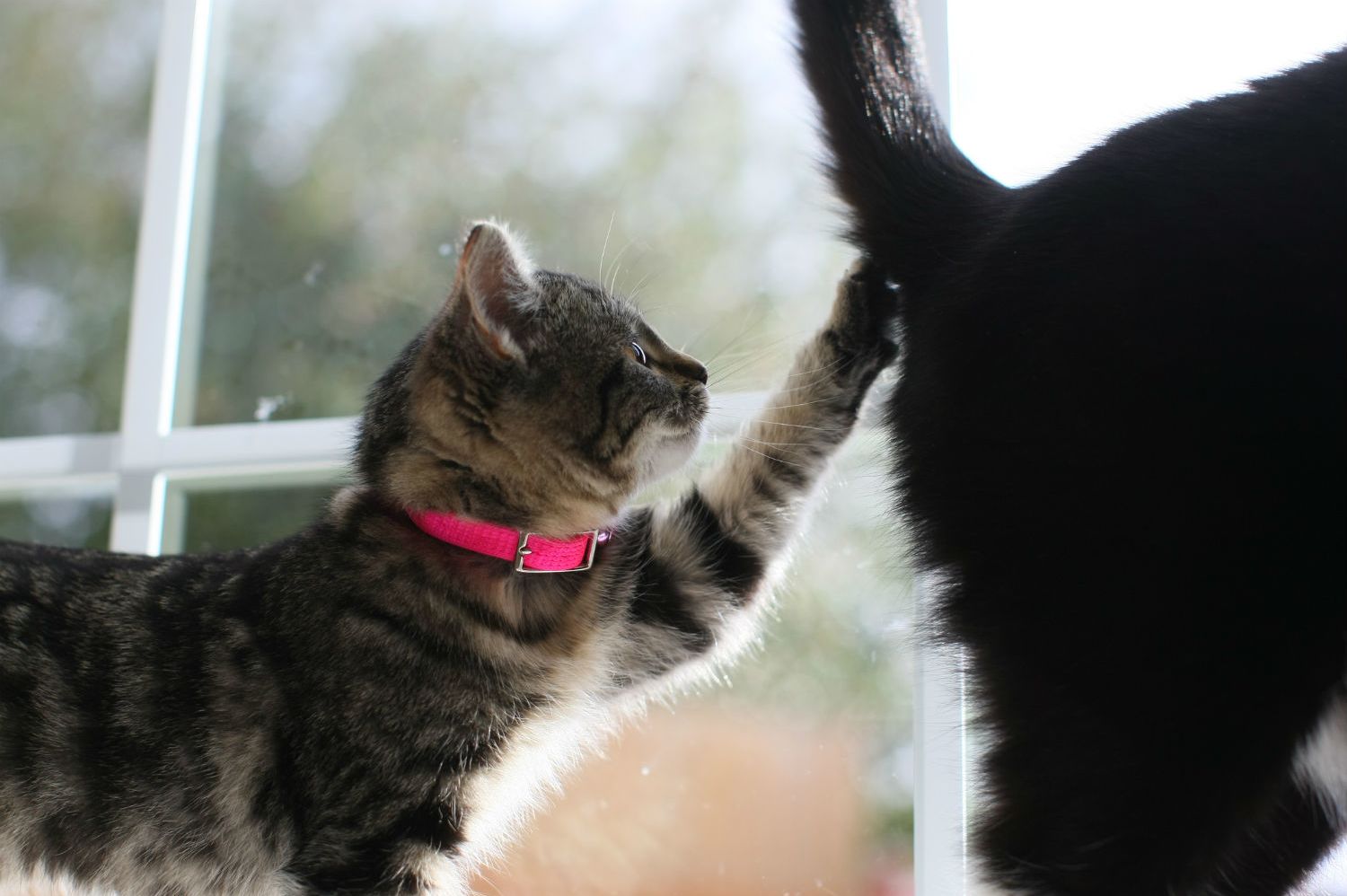Do Cats Fart Mental Floss