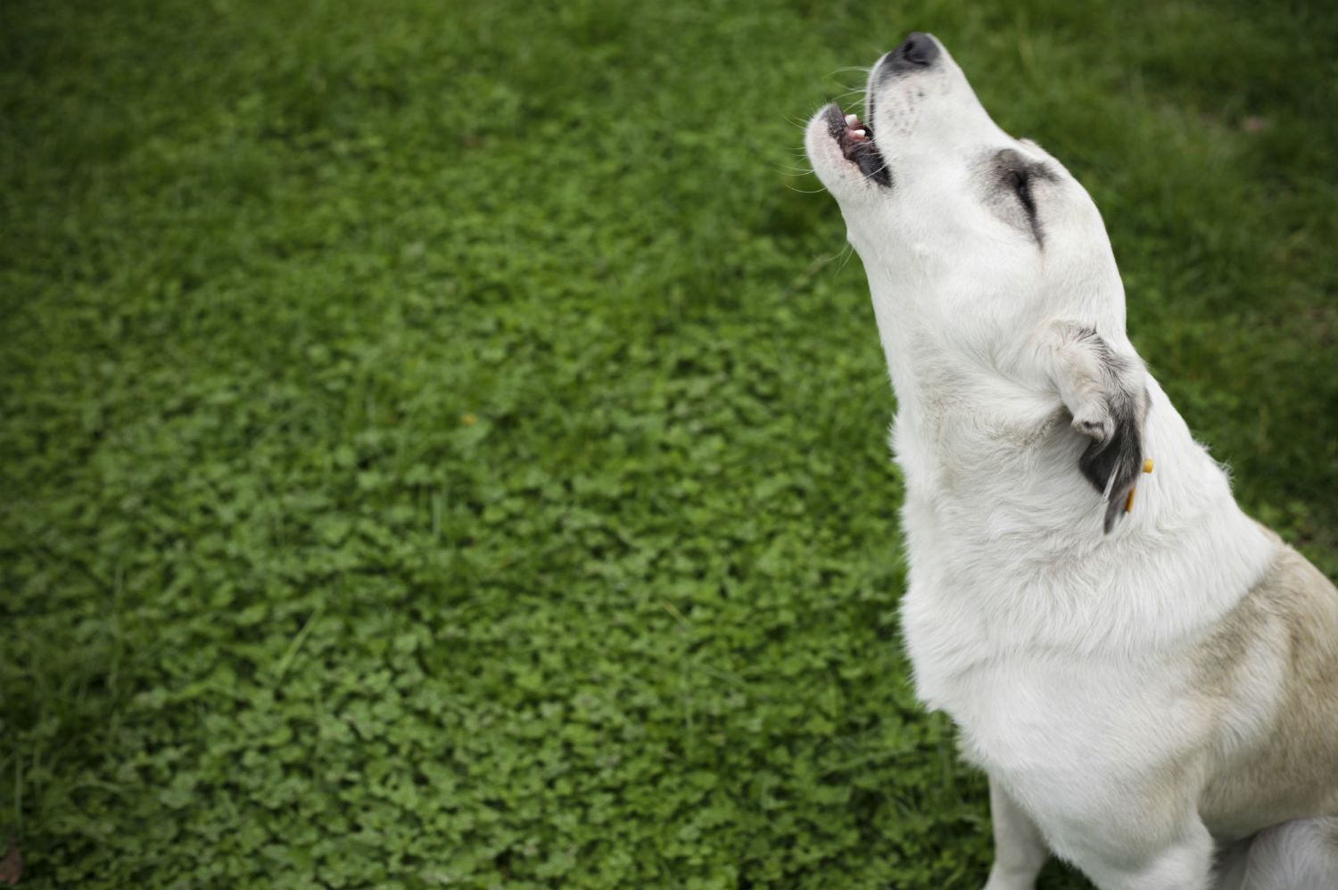 Why do dogs cry at sirens