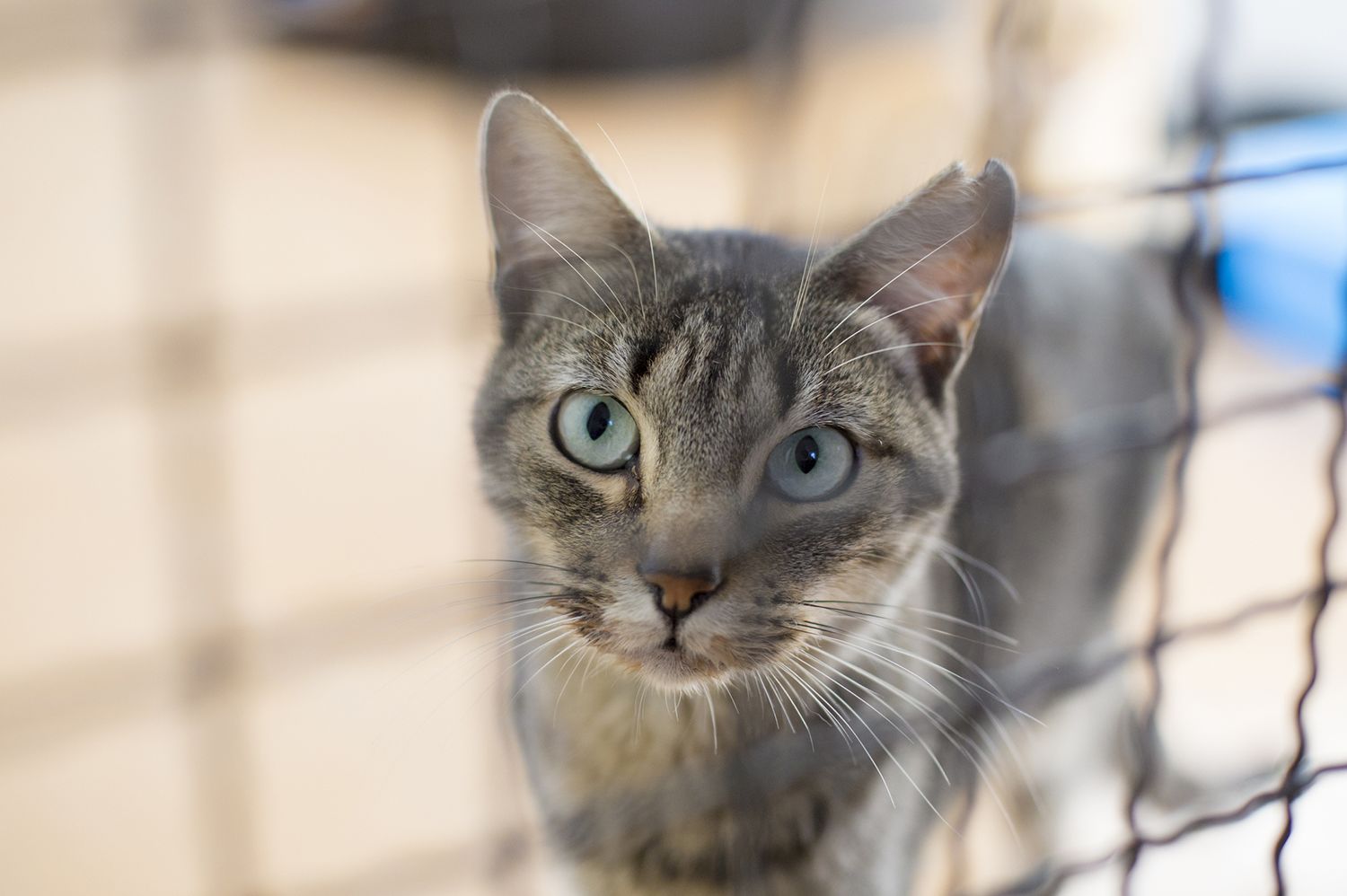 11 Surprising Facts About Cat Adoptions Mental Floss However, we are excited to offer remote adoptions using video. 11 surprising facts about cat adoptions