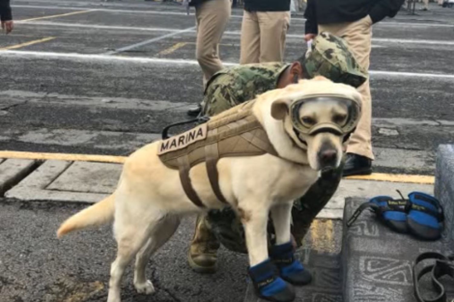 rescue dog in mexico gaining viral fame