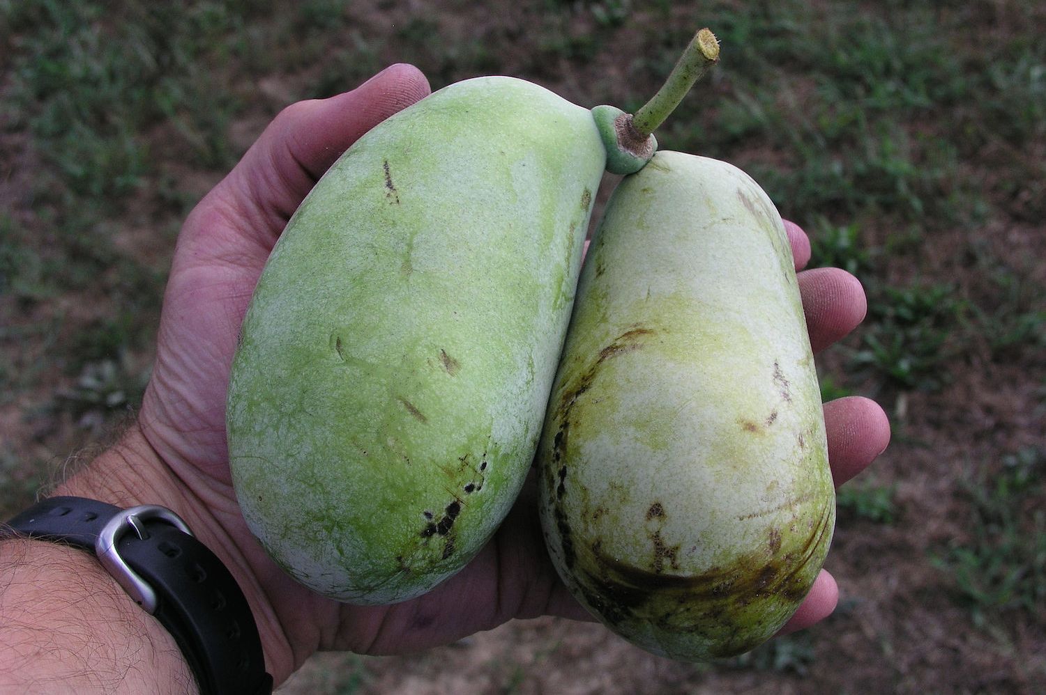 The Pawpaw: The All-American Fruit the Forgot Mental
