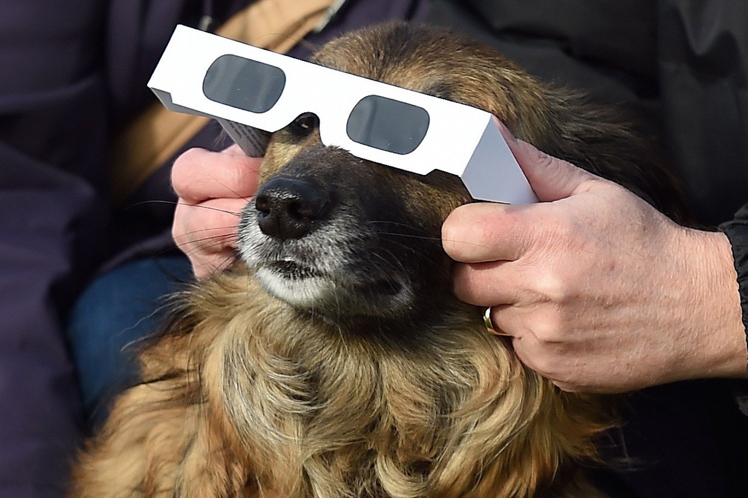 Should You Keep Your Pets Indoors During The Solar Eclipse Pets Indoors During The Solar Eclipse