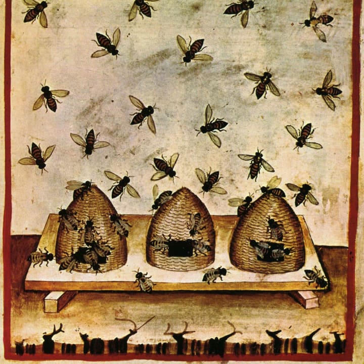 A mid-14th century illustration of beehives from the 'Tacuinum Sanitatis'