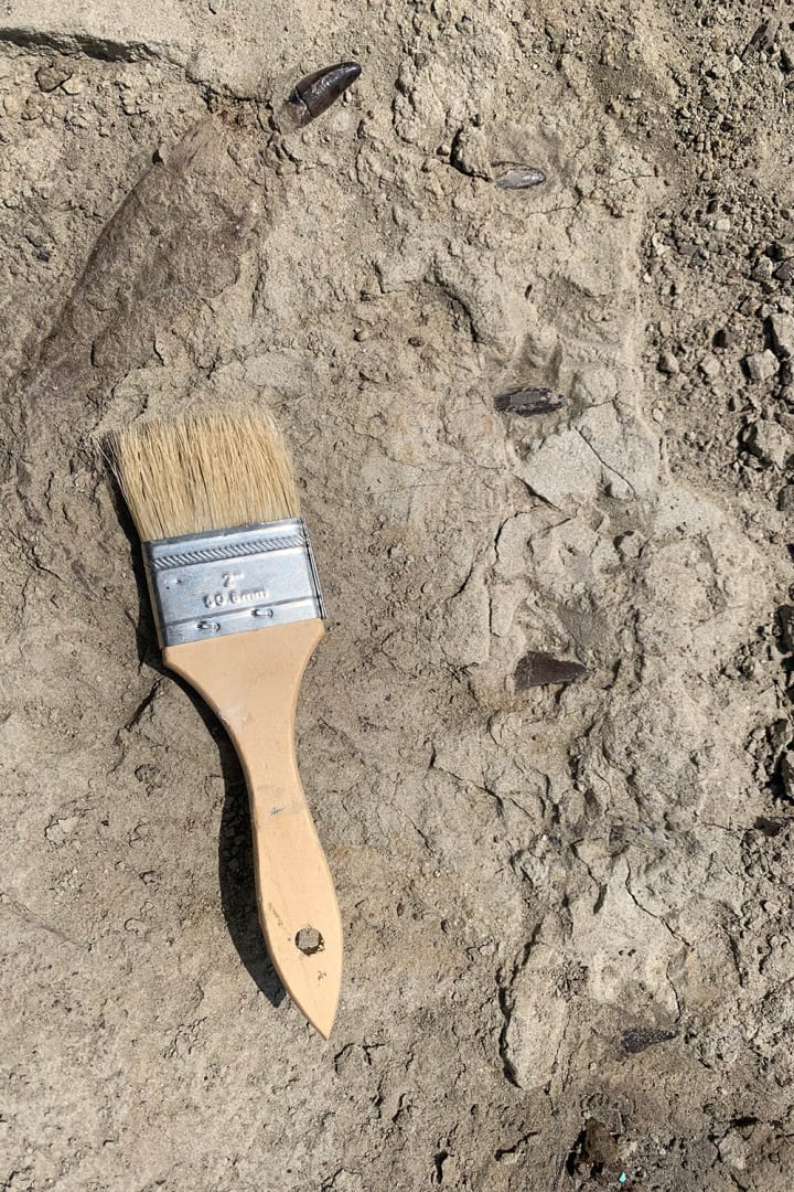 Bedrock showing several T. rex teeth emerging from the stone with a paint brush for scale.