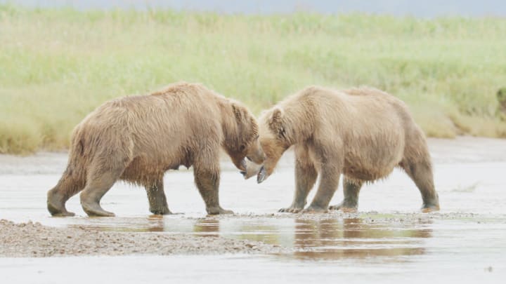 The Hungry Games: Alaska's Big Bear Challenge - Season 1