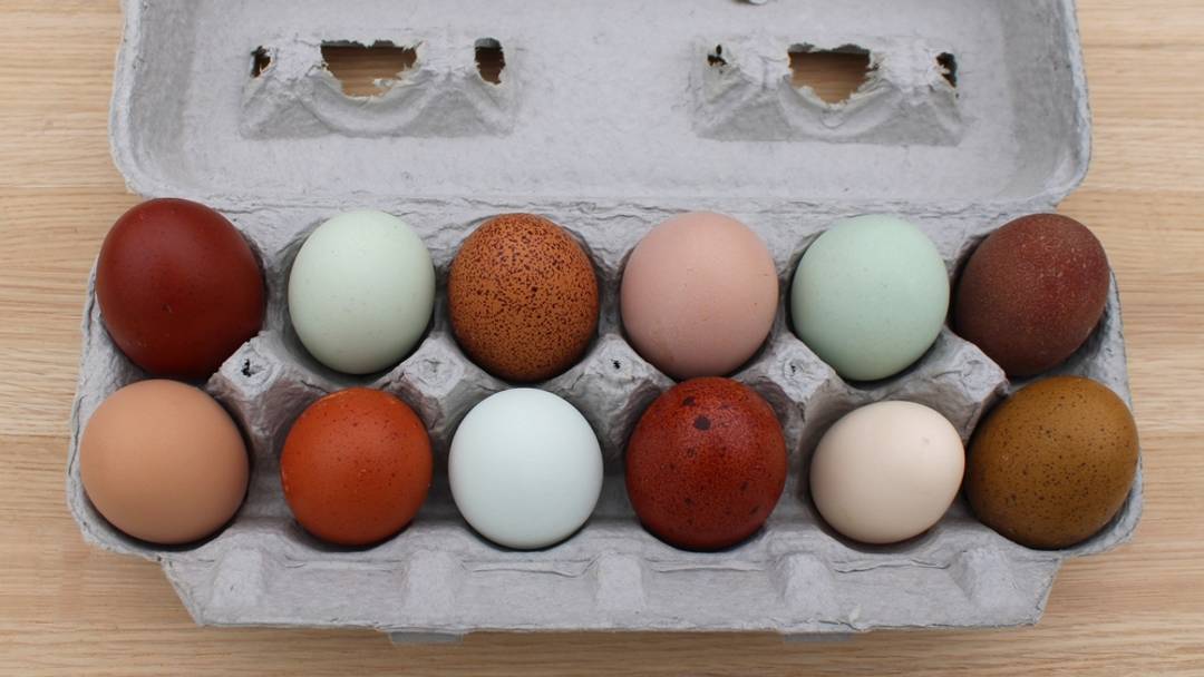 Colorful chicken eggs in a carton Colorful chicken eggs in a carton