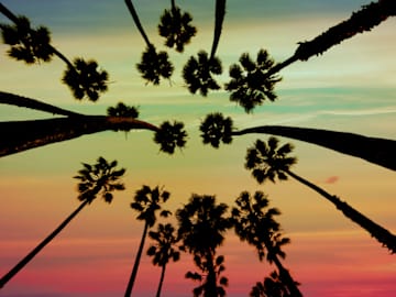 California Palm Trees