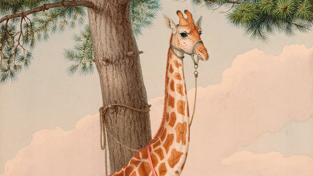 This giraffe was a gift to King Charles X.