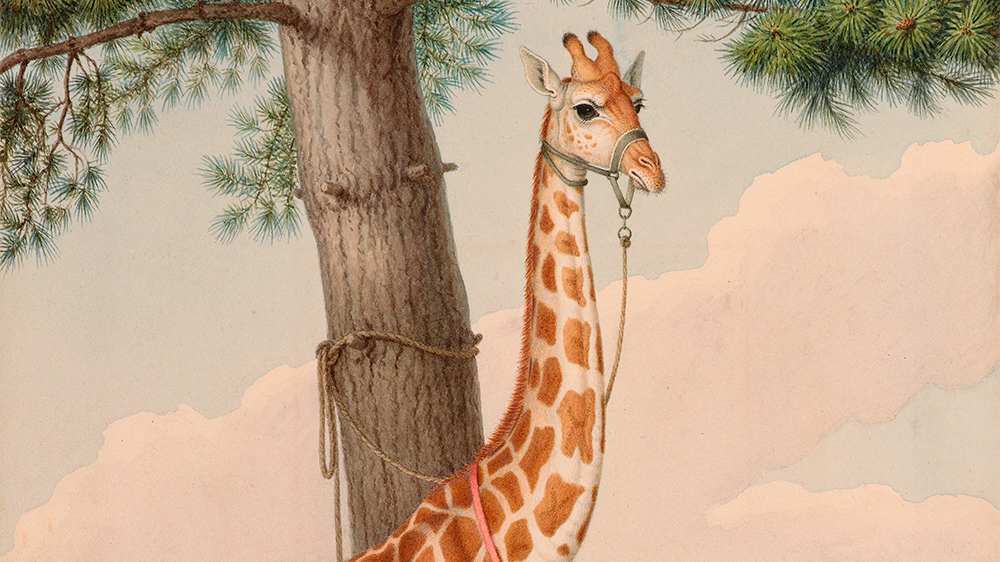 9 of the Strangest Royal Pets in History