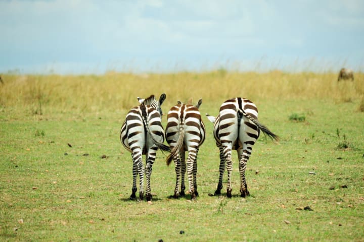 Kenya, Masai Mara National Reserve, rear view of zebras looking at the plain