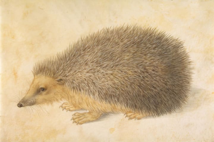 A Hedgehog (Erinaceus Roumanicus)
