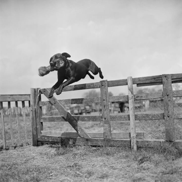 black and white photograph of a Labrador retriever leaping over a fence with an object in its mouth