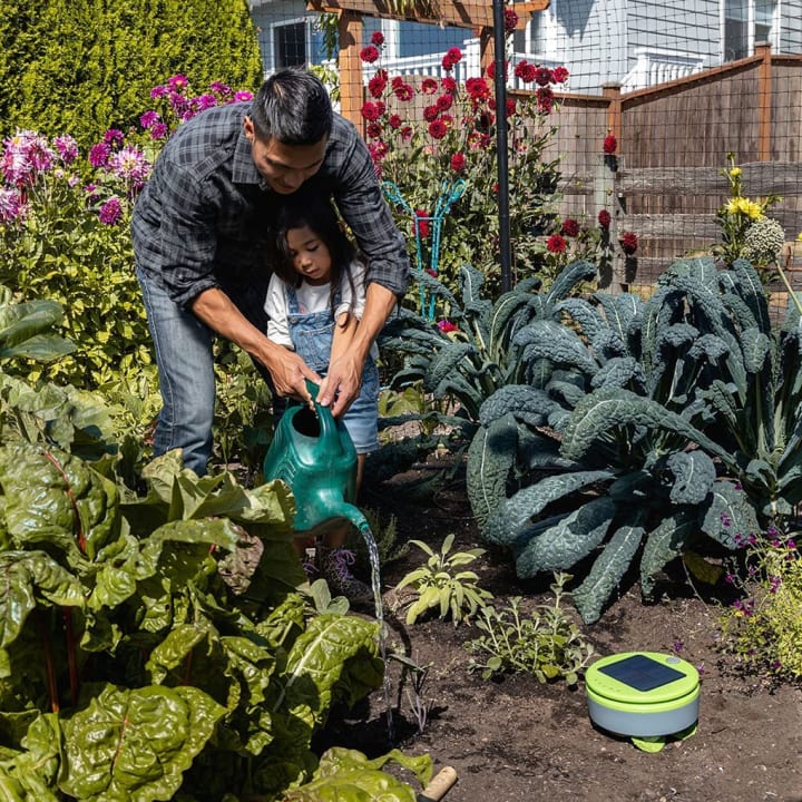Parent and child watering plants in a garden next to a Tertill weeding robot