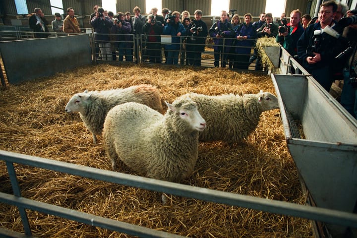 United Kingdom - Roslin - Dolly The Cloned Sheep Unveiled
