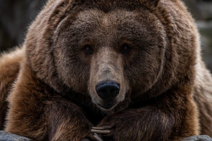 A brown bear (Ursus arctos) is seen in its enclosure at the...
