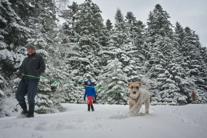 photo of a couple walking a dog in the snow