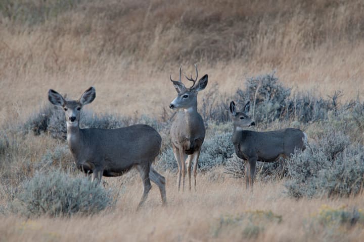 A herd of mule deer in Montana.