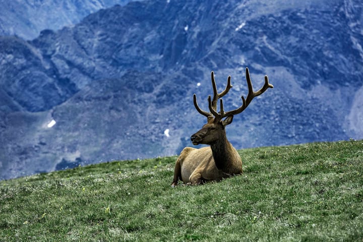 An elk resting on mountaintop in Rock Mountain National Park.