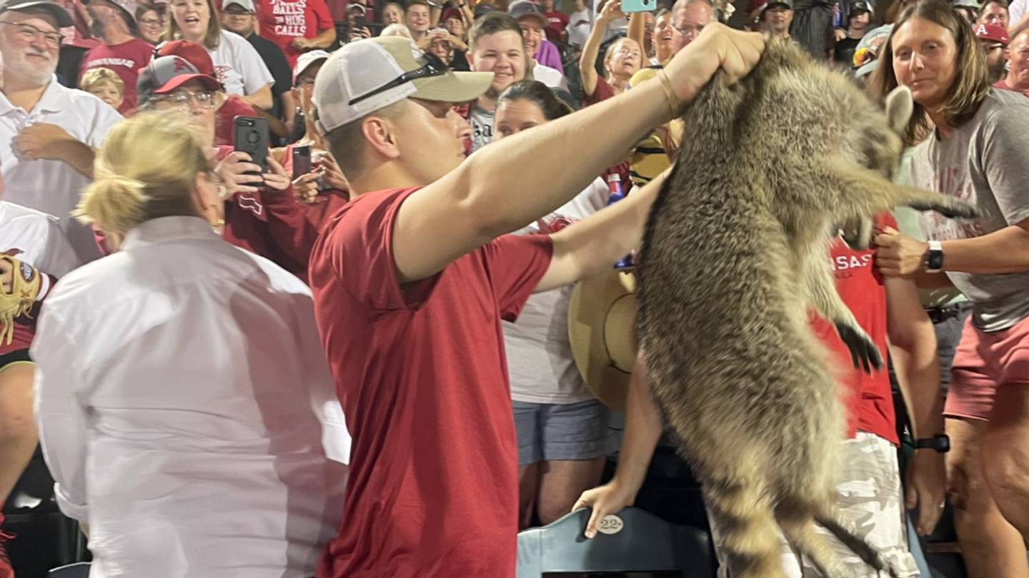 Arkansas Baseball Fan Removes Raccoon 