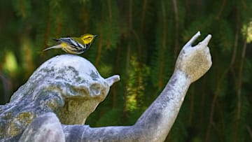 A black-throated green warbler perches on a funerary statue at Green-Wood Cemetery in Brooklyn, New York.