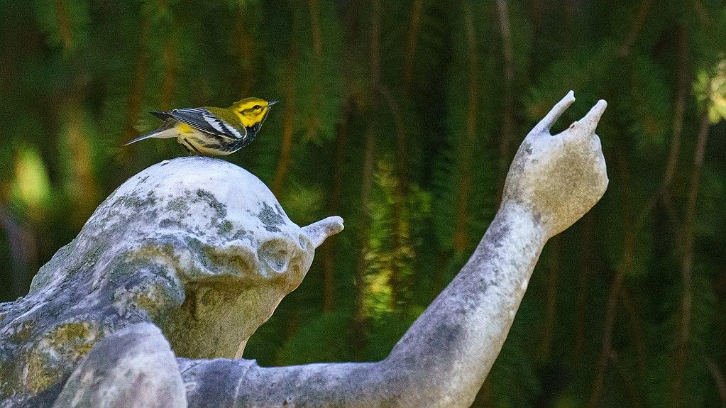 スネークルートからサンショウウオまで、生命は墓地で繁栄します