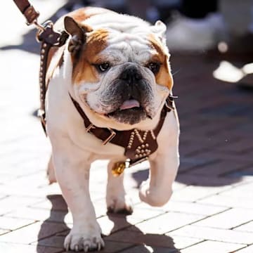 Mississippi State Live Mascot Bully XXII during the game between the Missouri Tigers and the Mississippi State Bulldogs at Davis Wade Stadium at Scott Field in Starkville, MS.
