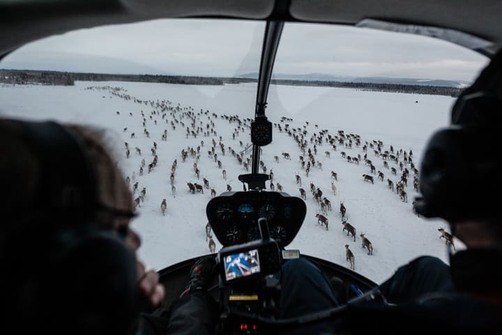Reindeer herding with Sweden's Sámi people via helicopter