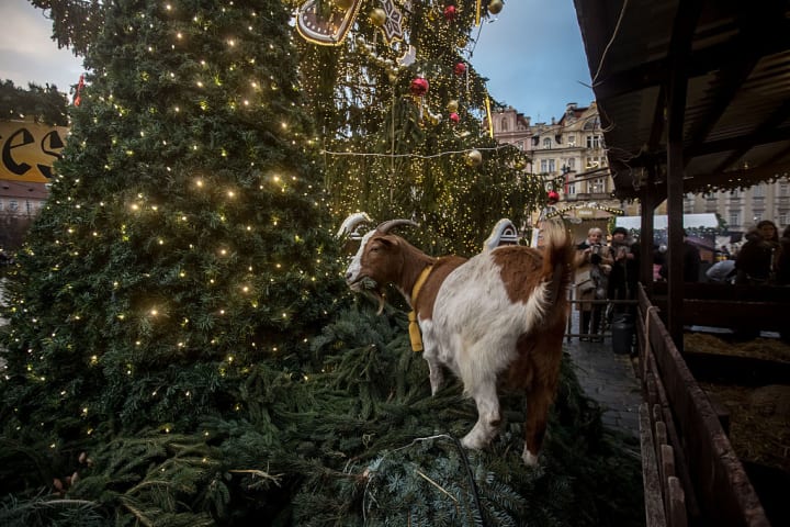 Goat at the Prague Christmas Market