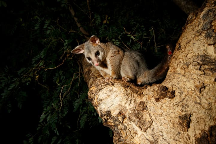 A common brushtail possum.