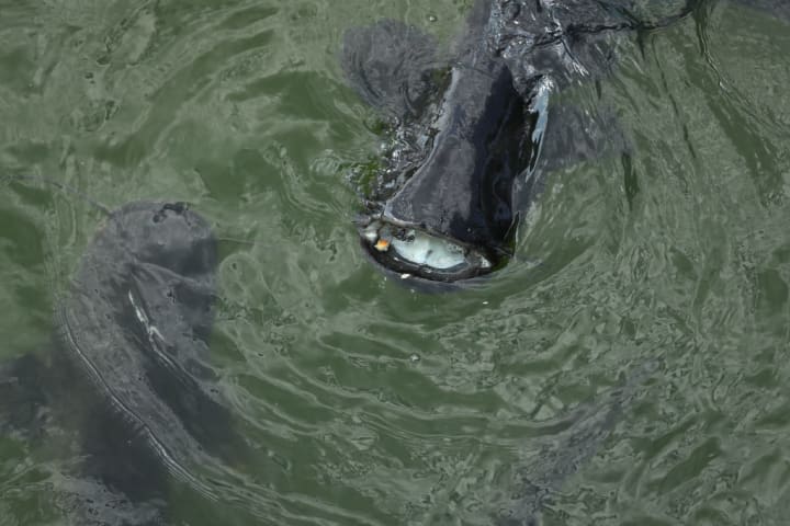 A giant catfish in a contaminated cooling pond at the Chernobyl nuclear power plant in 2017.