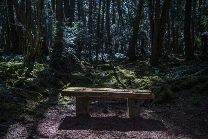 A bench in the dense Aokigahara forest