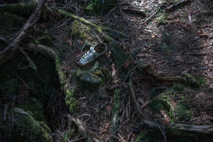 A lost shoe in Japan's Aokigahara forest.