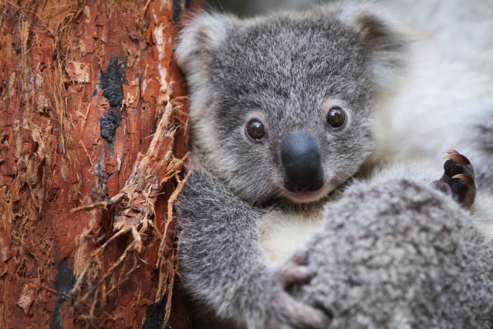 A koala joey at the Taronga Zoo