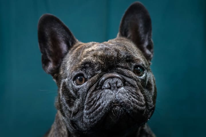 dark french bulldog against a teal background