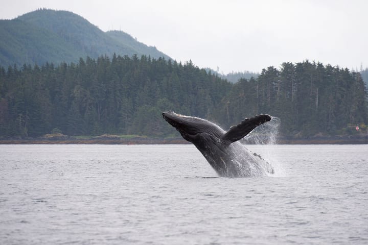 Breaching Humpback whale 