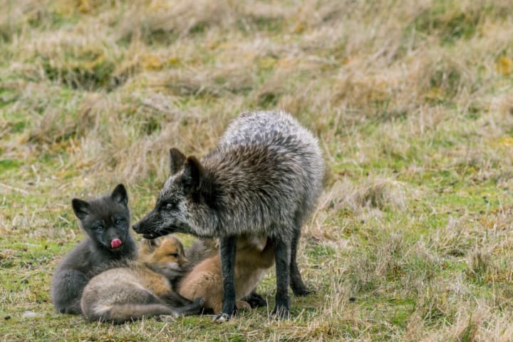 Photo of a silver morph red fox mother with her kits