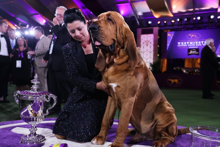 A bloodhound wins Best in Show at 2022 Westminster Dog Show