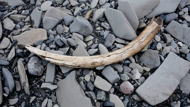 A mammoth tusk on rocky ground in the Arctic.