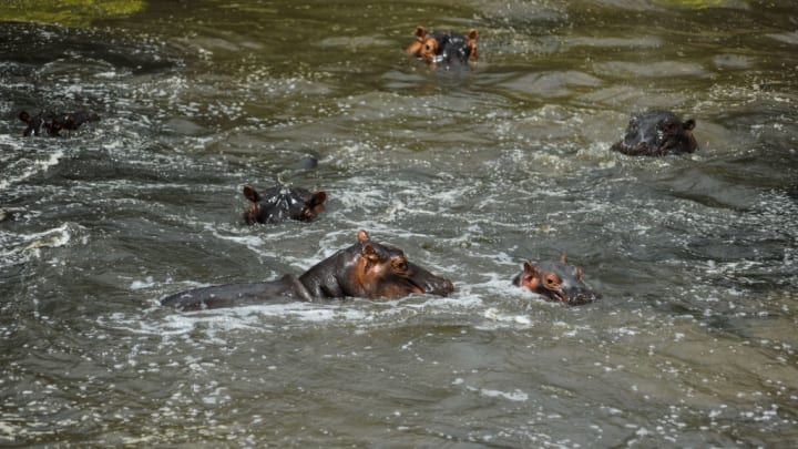 hippos swimming in a river