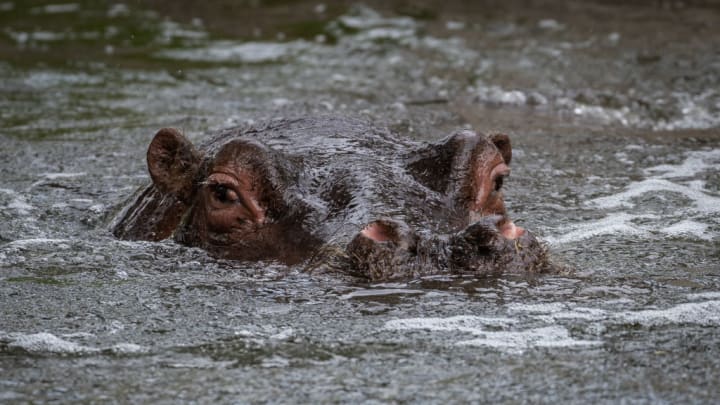 A hippopotamus (Hippopotamus amphibius) sticks its head out...