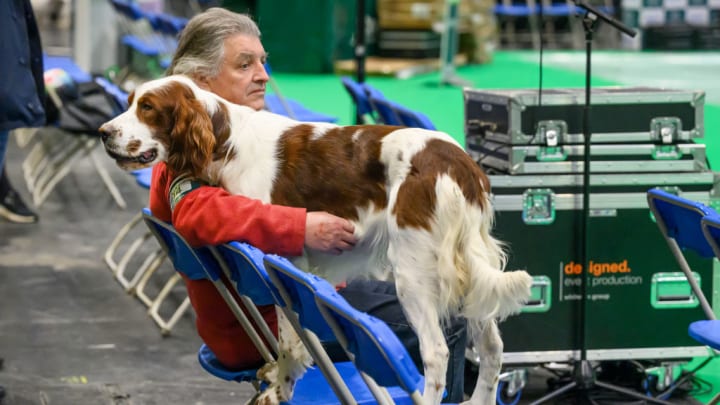 Irish red and white setter at the Crufts 2023 dog show.