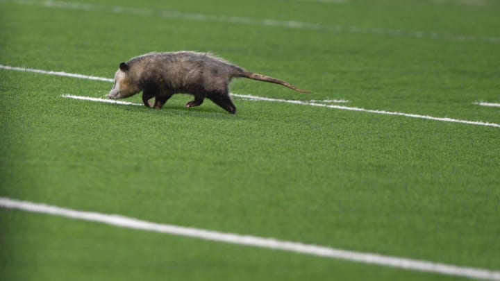 The legacy of touchdown possum lived on at TCU this past fall