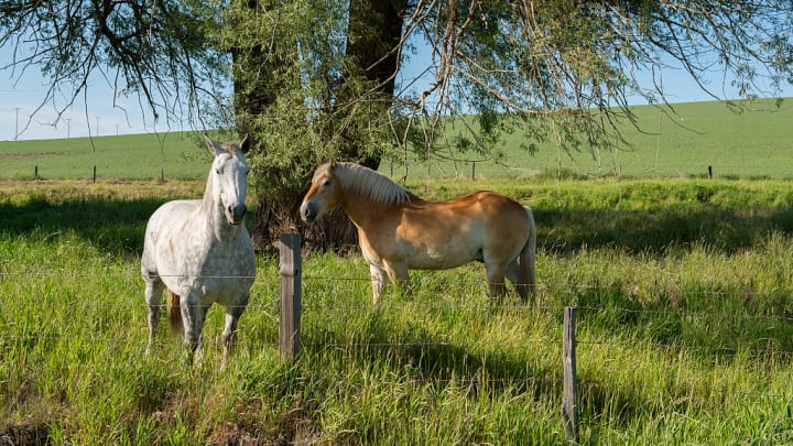 Two horses beneath a tree in a field