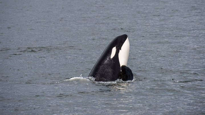 Orca (Killer whale) spyhopping off Wrangell Island, in...