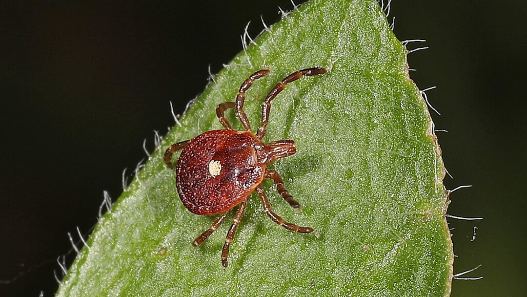 A lone star tick on the move. A lone star tick on the move.