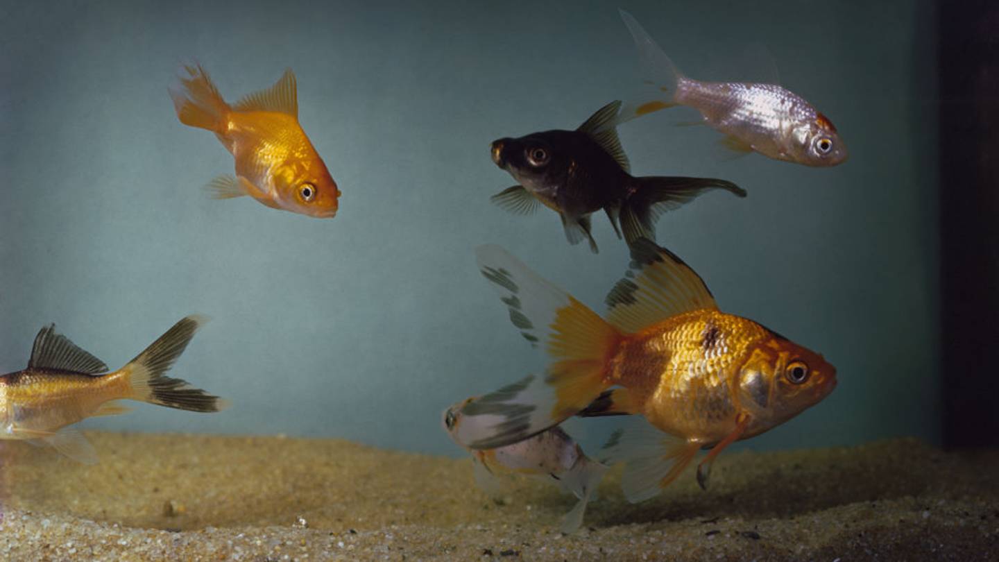 The Meteor Goldfish—the Rarest Breed of Goldfish—May Have Been Rediscovered in the Wild