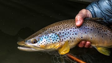 Brown trout will jump on a well-presented streamer. 