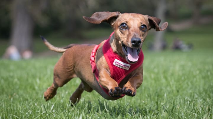 The Sausage Dog Club Meets For Its Annual Walk In Bath