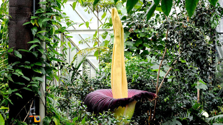 Behold the corpse flower.